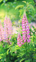 Lupinus