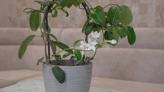 Stephanotis floribunda flower pot,madagascar jasmine in the room on the table