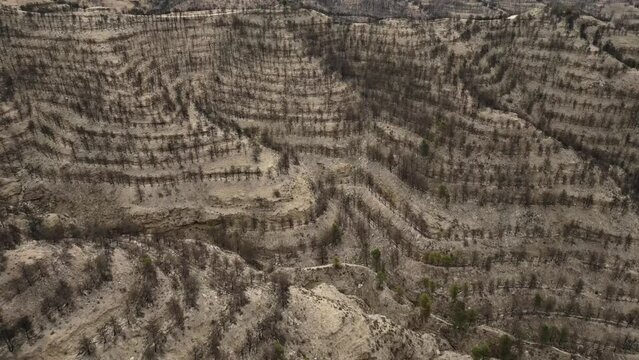 Fires. Reforestation of pine trees completely burned