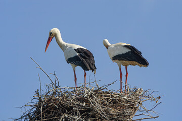 Couple of storks closeup