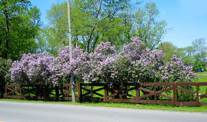 Beautiful blooming Lilac bush in the country