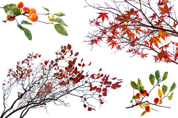 紅葉した葉と、柿の実や枝の切抜き