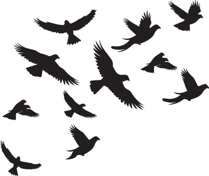 Pigeon Flock Vector Illustration for Wildlife Designs and Nature Themes