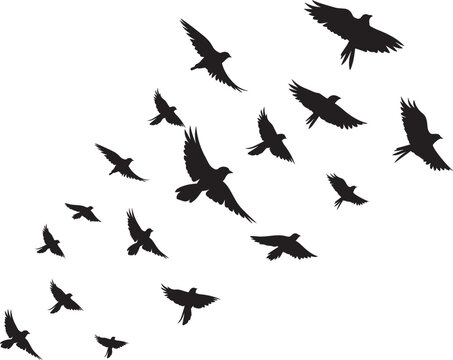 Black vector flying birds flock silhouettes isolated on white background