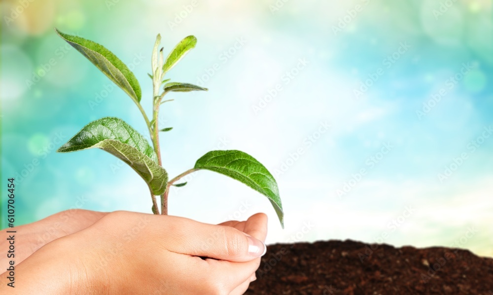 Poster Human hands hold a green plant sprout