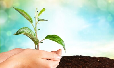 Human hands hold a green plant sprout