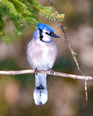 Blue Jay Photo and Image.  Close-up profile front view perched on a branch displaying blue colour feather plumage with blur forest background in its environment and habitat surrounding.