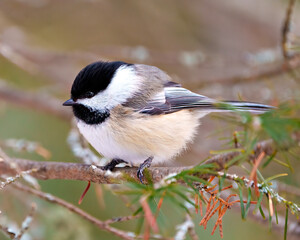 Chickadee Photo and Image. Close-up profile side view perched on a coniferous tree branch with blur background in its envrionment and habitat surrounding.