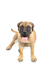 Obraz premium puppy bulmastiff isolated on white 