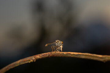 robberfly, insect, robberfly insect on a grass leaf on a red background
