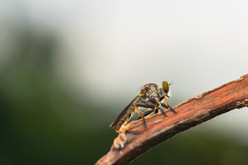 robberfly, insect, robberfly insect on a grass leaf on a red background