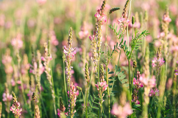 Field of pink flowers Sainfoin, Onobrychis viciifolia. Background of wildflowers. Agriculture. Blooming wild flowers of sainfoin or holy clover