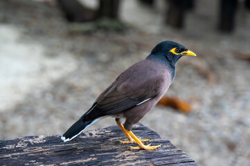 Common Myna bird, latin name Acridotheres Tristis Tristis, is sitting on the trunk. Bamboo island, Thailand.