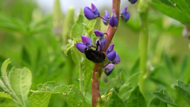 Close-up view of Bombus rupestris (cuckoo bumblebee) feeding on nectar of beautiful purple lupine flowers growing on field against green natural background. Soft focus. Beauty in nature theme.