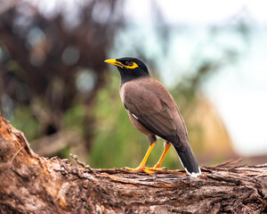 Common Myna bird, latin name Acridotheres Tristis Tristis, is sitting on the trunk. Bamboo island, Thailand.