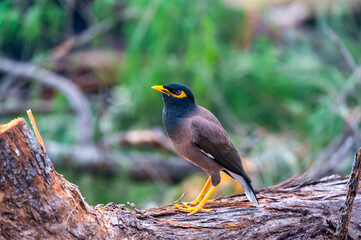 Common Myna bird, latin name Acridotheres Tristis Tristis, is sitting on the trunk. Bamboo island, Thailand.