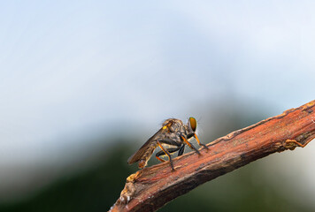 robberfly, insect, robberfly insect on a grass leaf on a red background
