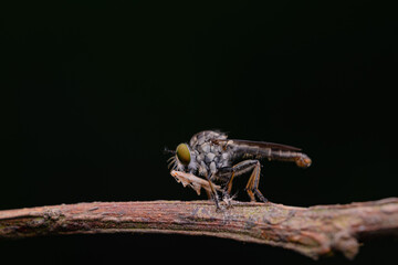 robberfly, insect, robberfly insect on a grass leaf on a red background