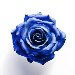 Blue rose isolated on white background with copy space, good for clipping