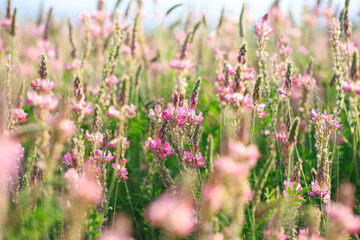Close-up of a common sainfoin, onobrychis viciifolia, flower in bloom. Honey flower. Beautiful pink wild flower. Meadow grasses.