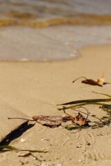 dry leaves and algae on a sandy river bank with a blurred wave background on a sunny day