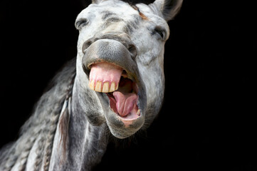 Horse Laughing Funny Crazy Happy Animal