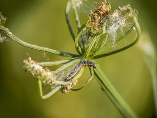 Depressaria daucella moth caterpillar larva feeding on water dropwort.