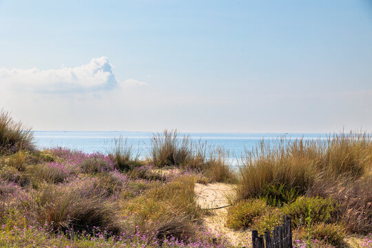 path between blooming flowers through the dunes to the sea in Carnon in France