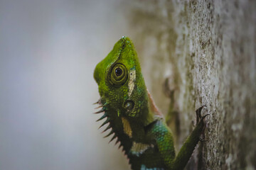 Arid Lizard in the home garden