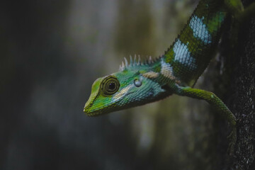 Arid Lizard in the home garden