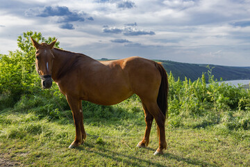 Obraz premium A beautiful horse that grazes the grass during the summer