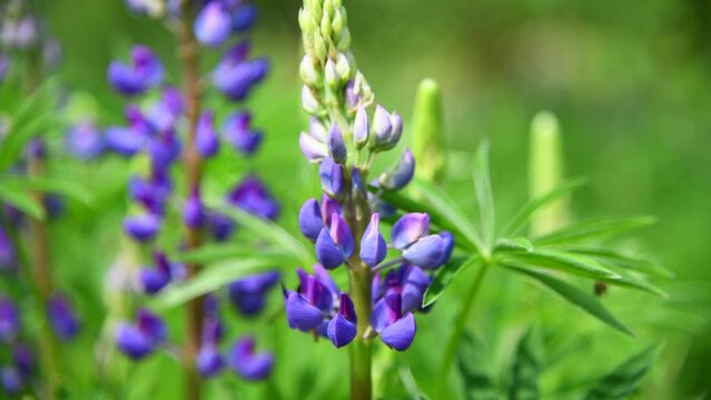 Close-up view of Bombus rupestris (cuckoo bumblebee) feeding on nectar of beautiful purple lupine flowers growing on field against green natural background. Soft focus. Beauty in nature theme.