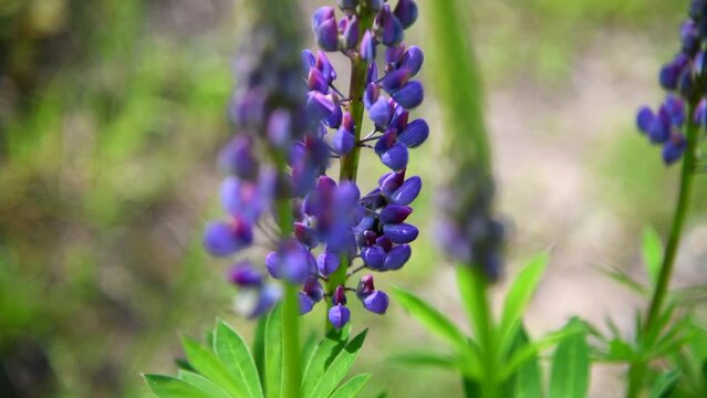 Close-up view of Bombus rupestris (cuckoo bumblebee) feeding on nectar of beautiful purple lupine flowers growing on field against green natural background. Soft focus. Beauty in nature theme.