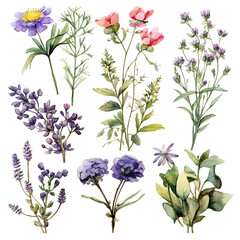 Water color herbs and  flowers set clipart AI generate no background