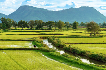 Asian male farmer with a beautiful landscape natural view of the rice fields and irrigation with mountains in the background in evening sky. Mid distance view of farmer working in rice paddy field.