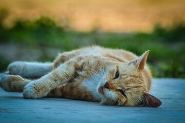 A lonely abandoned cat lies on the sidewalk in a city park.