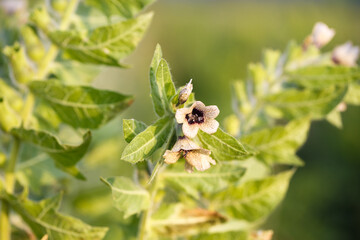 Hyoscyamus niger henbane, black henbane, or smelly nightshade blooming flower close-up. Hyoscyamus niger plant in the wild.