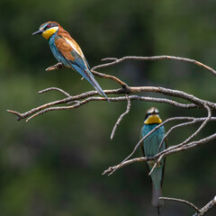 Bee-eater couple