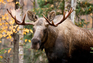 Moose Bull Male Closeup, with a nice set of Antlers.  Alaska, USA