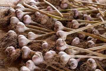 Fresh organic garlic bulbs lie on the table