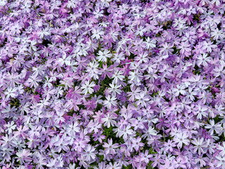 Obraz premium Purple phlox blossoms in a summer garden