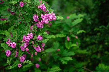 Obraz premium spring flowering of pink acacia with green leaves in the month of May. space for text Robinia Viscosa.