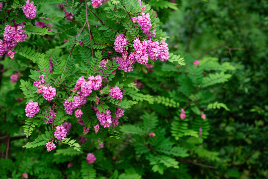 spring flowering of pink acacia with green leaves in the month of May. space for text  Robinia Viscosa.