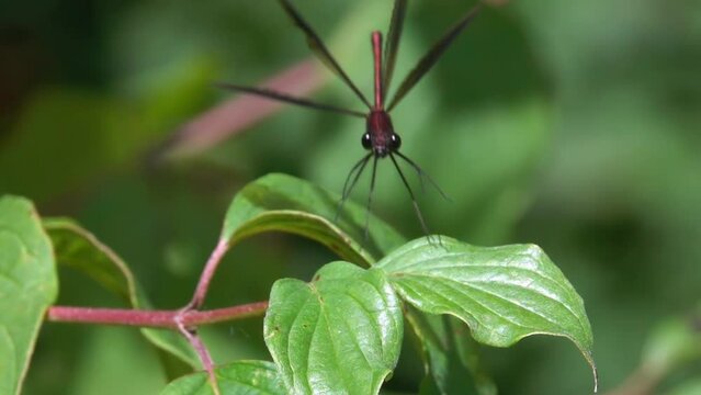 Red dragonfly landing on leafs. Nature. slow motion.
