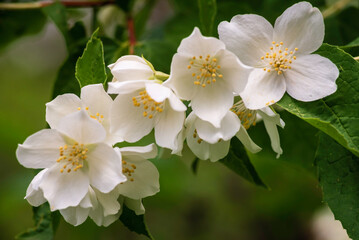 Fototapeta premium Jasmine blossom, selective focus close up white flowers in a garden PLANT Beautiful Fresh summer evening bush COPY SPACE.