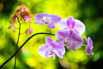 Fototapeta na wymiar Purple Orchid Flowers