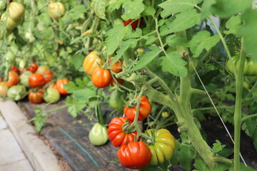 Red ripe  tomatoes grown in a greenhouse