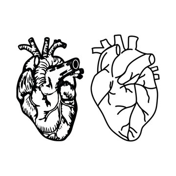Real heart technical drawing on isolated background