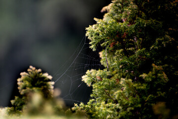 SPIDER WEB