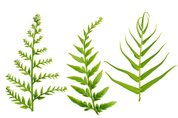 three types of fern leaves isolated transparent background png